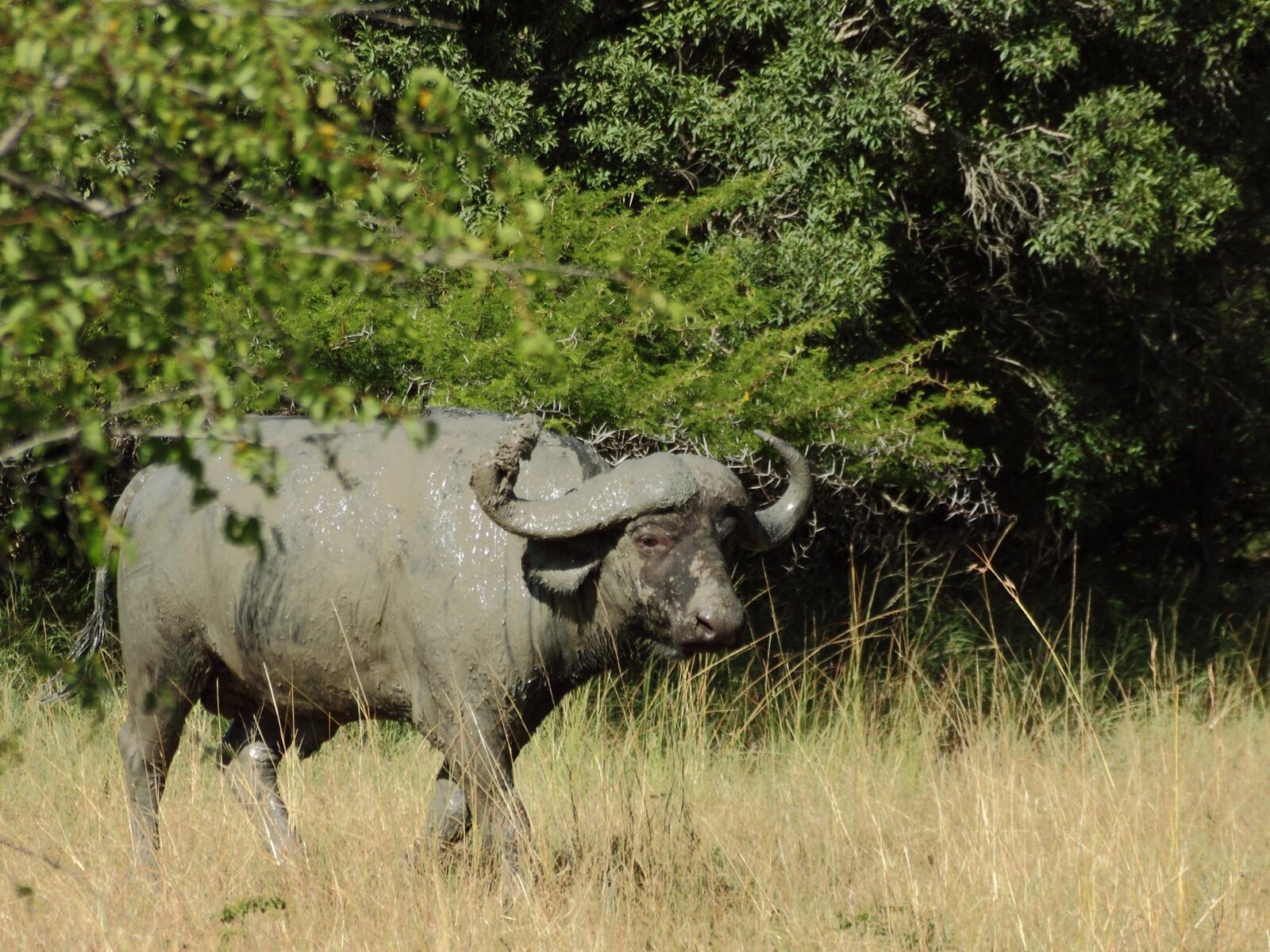 A mud-caked Cape buffalo bull in long grass