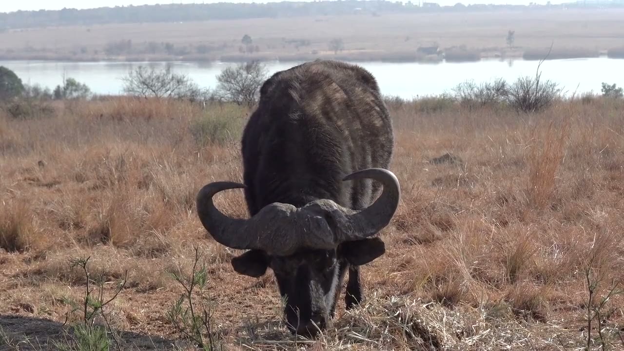 A Cape buffalo bull