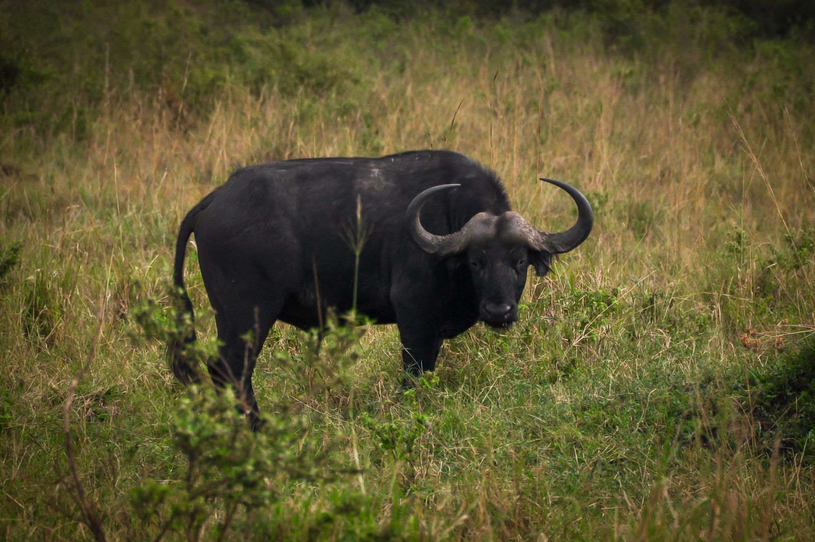A Cape buffalo bull in the South African bushveld