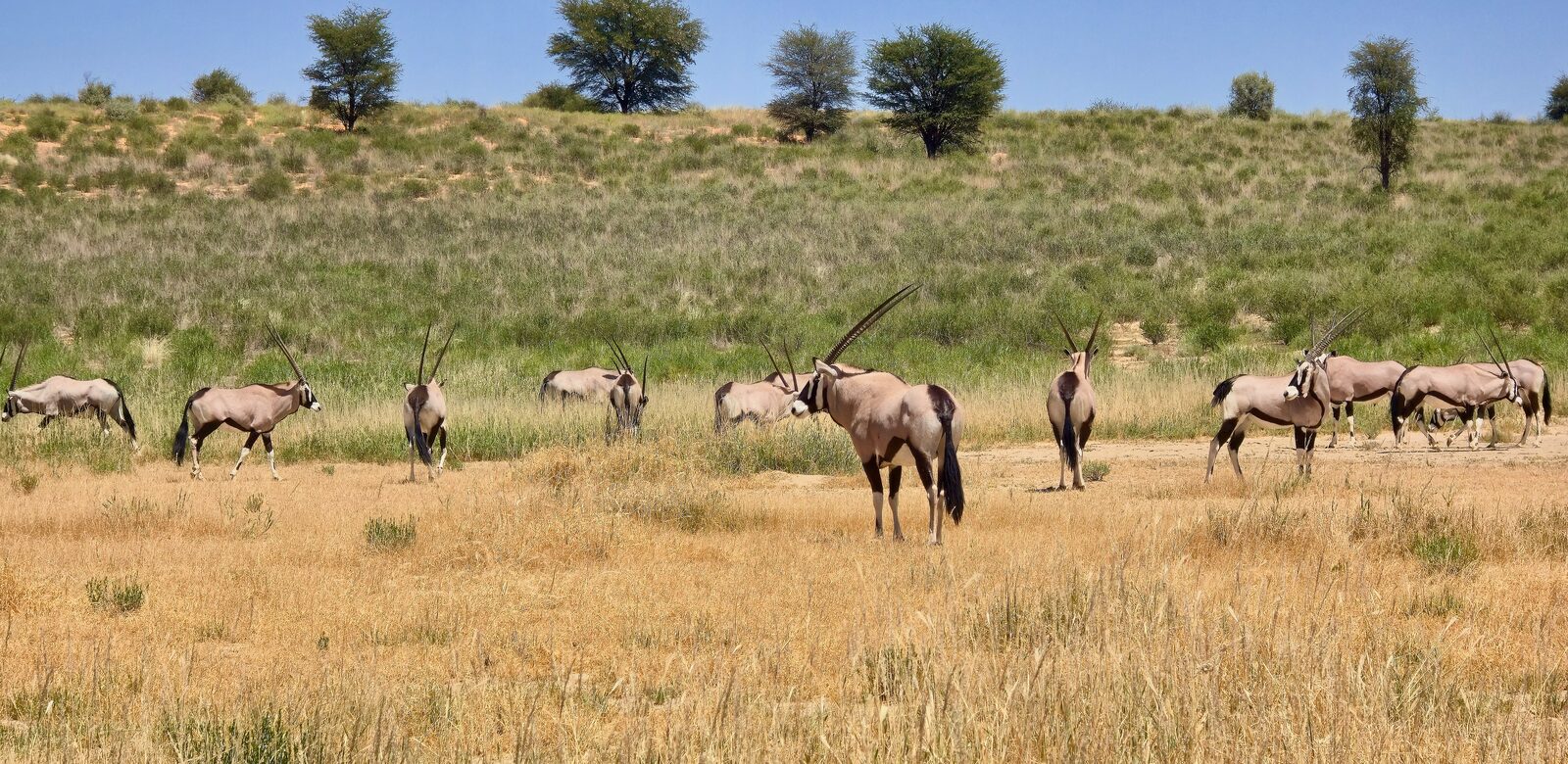 A gemsbok herd on the plain