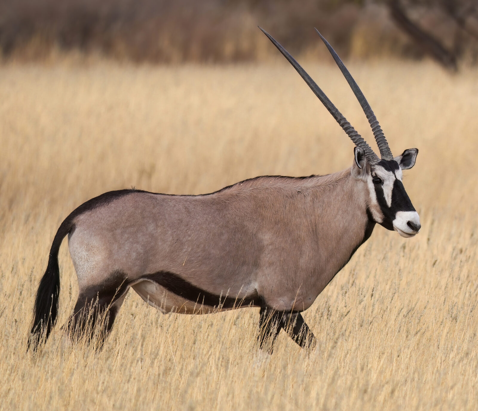 A gemsbok standing in golden grass