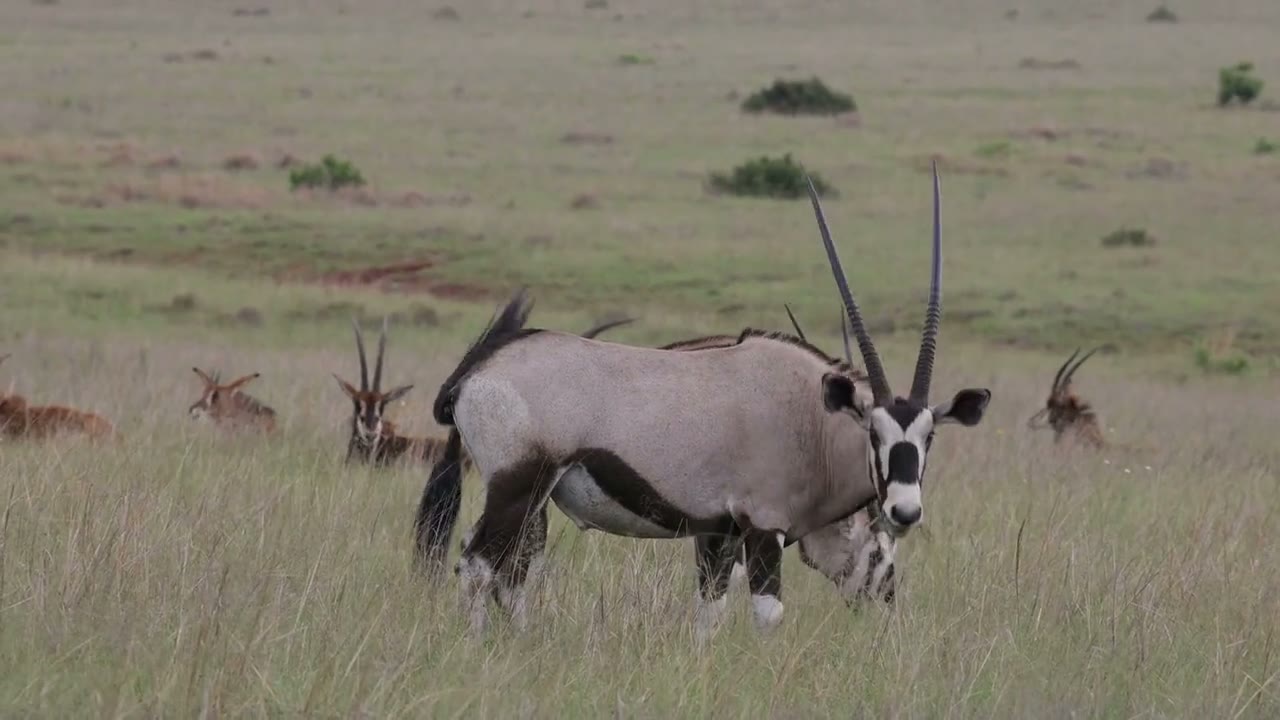 A gemsbok on open ground