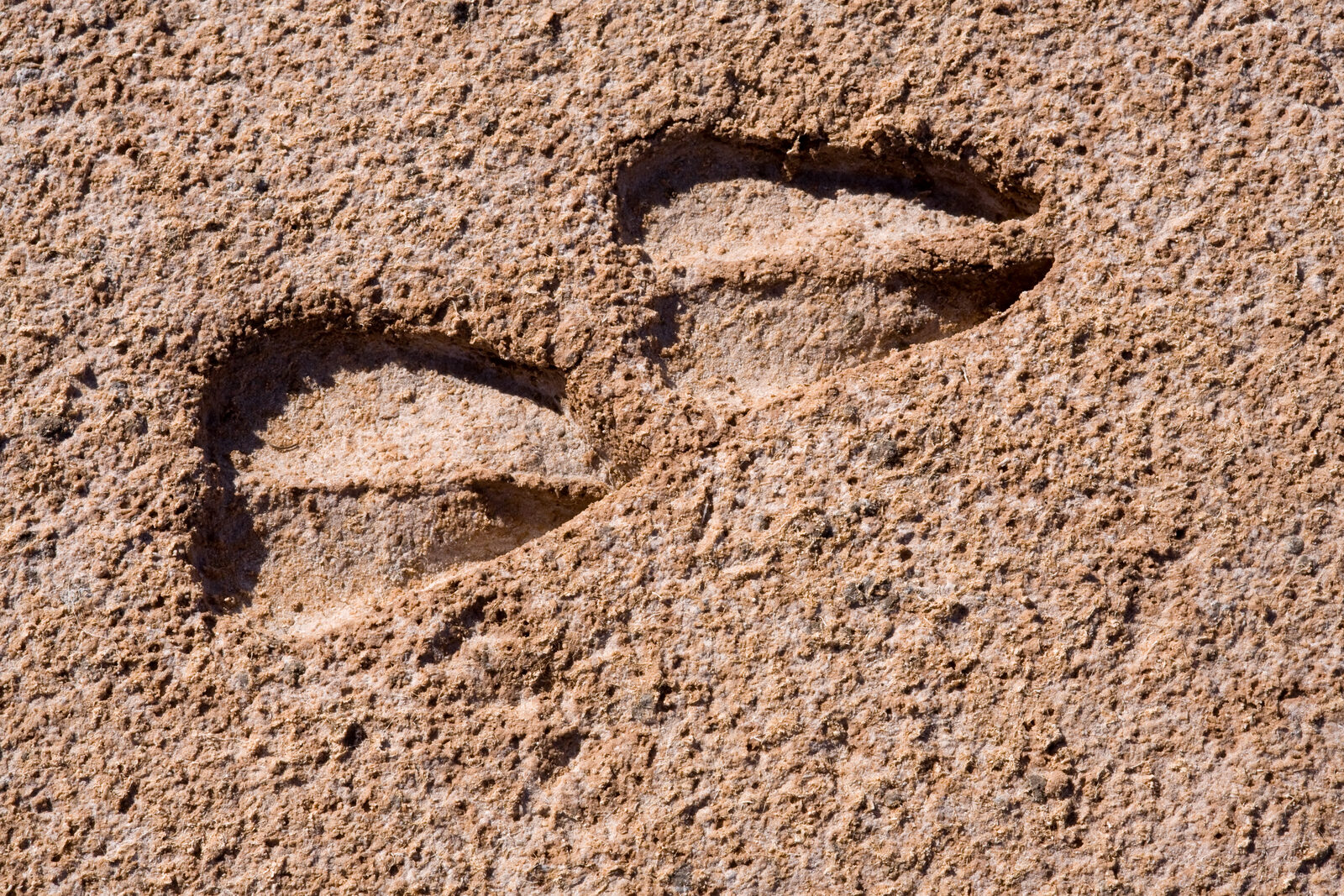Gemsbok tracks pressed into sand