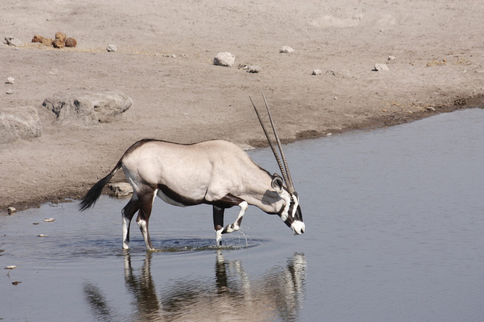 A gemsbok drinking at a waterhole
