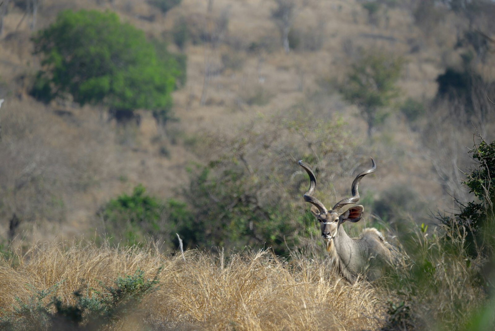 A kudu bull standing in dry bush on a hillside