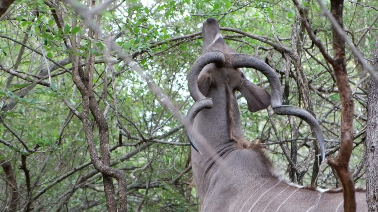 A kudu bull in the thicket