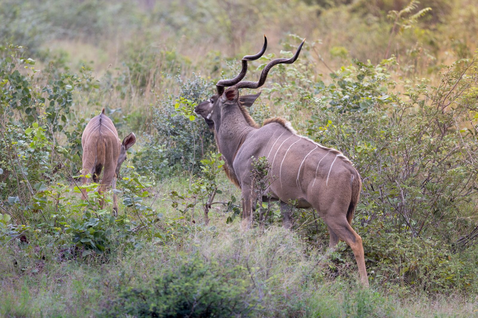 A kudu bull and cow in green bush