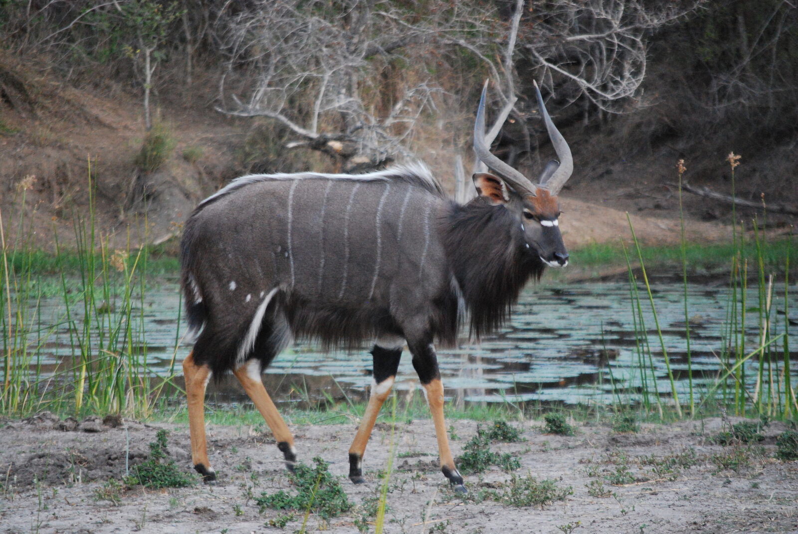 A nyala bull walking beside water
