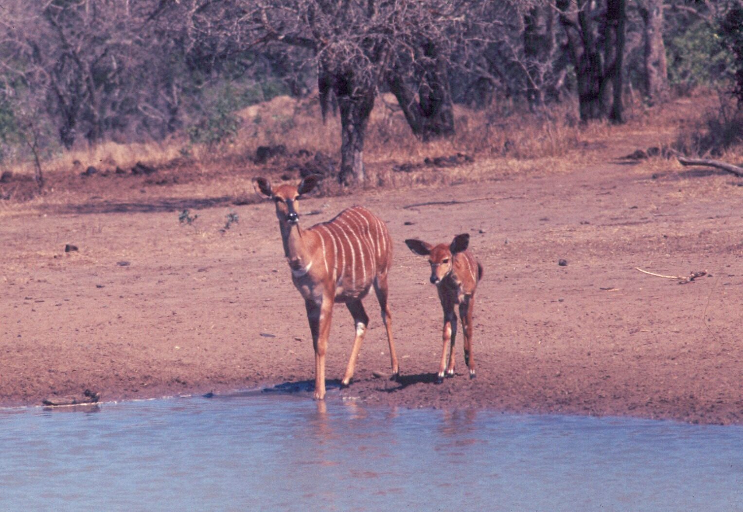 A nyala cow and calf at the water’s edge
