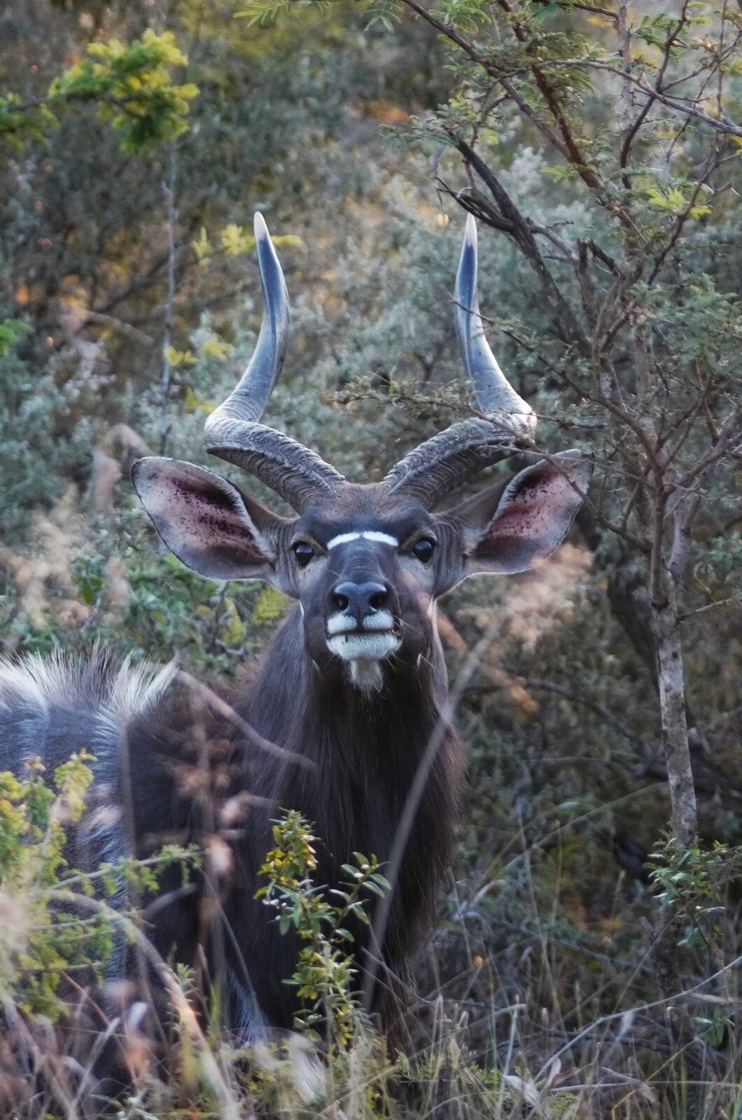 A nyala bull facing the camera in dense thicket