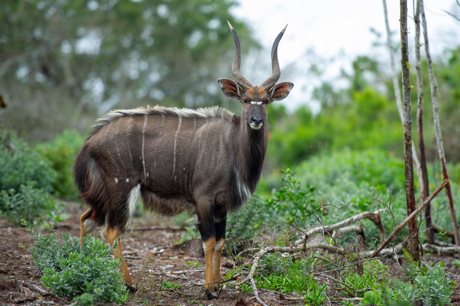 A nyala bull in green bush
