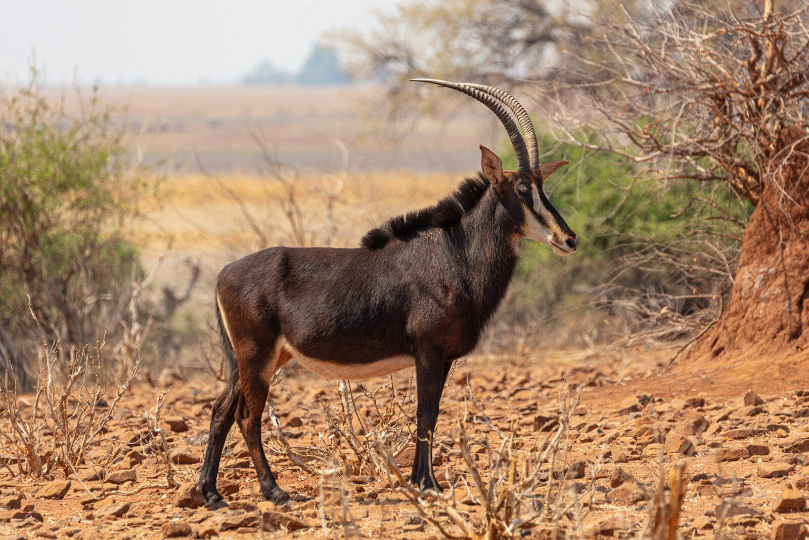 A sable bull