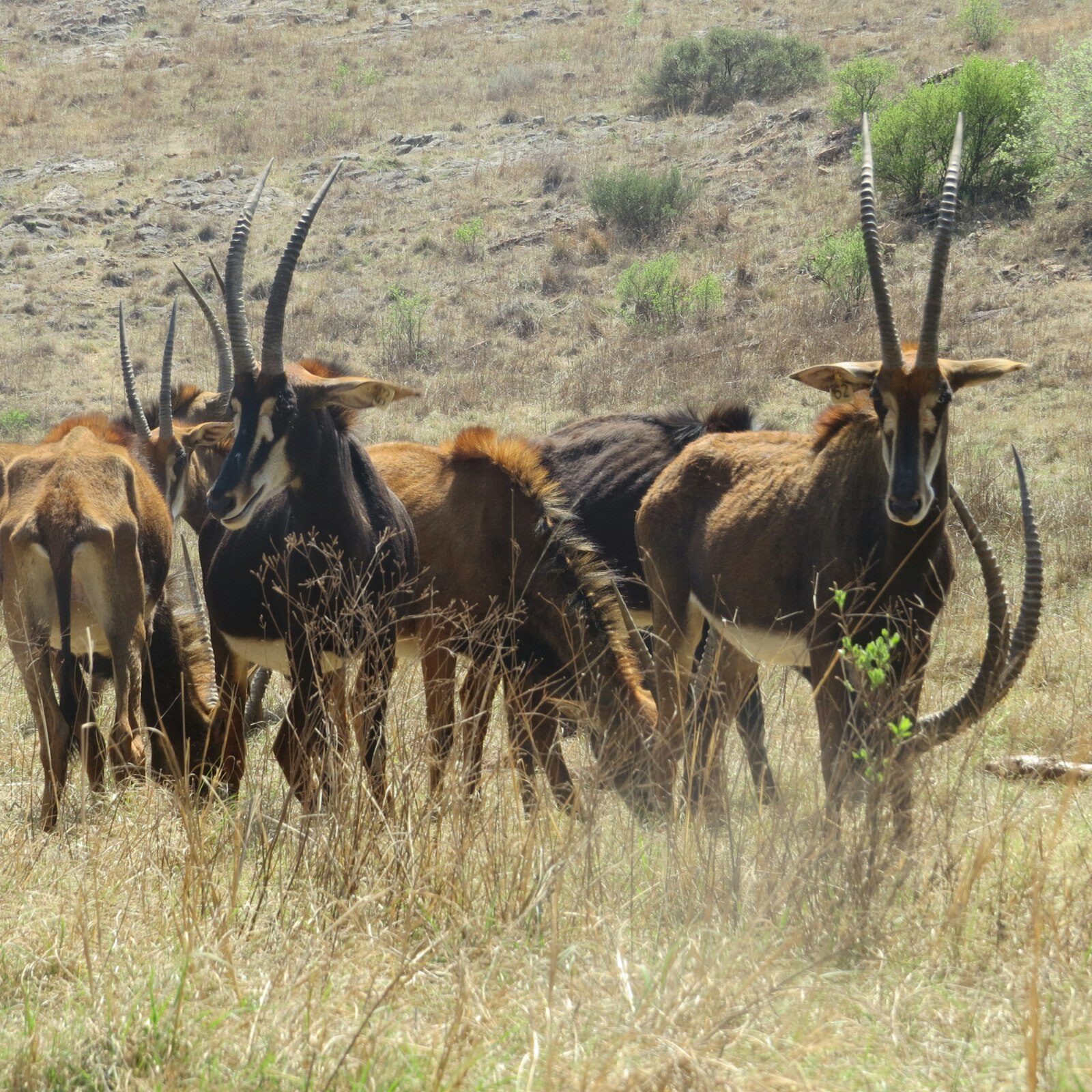 A group of sable antelope standing together in grass