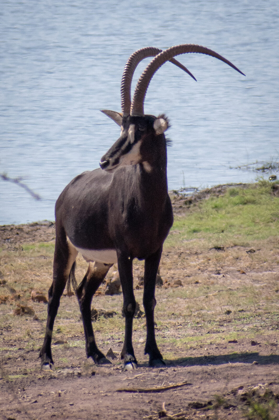 A black sable bull with long curved horns beside water