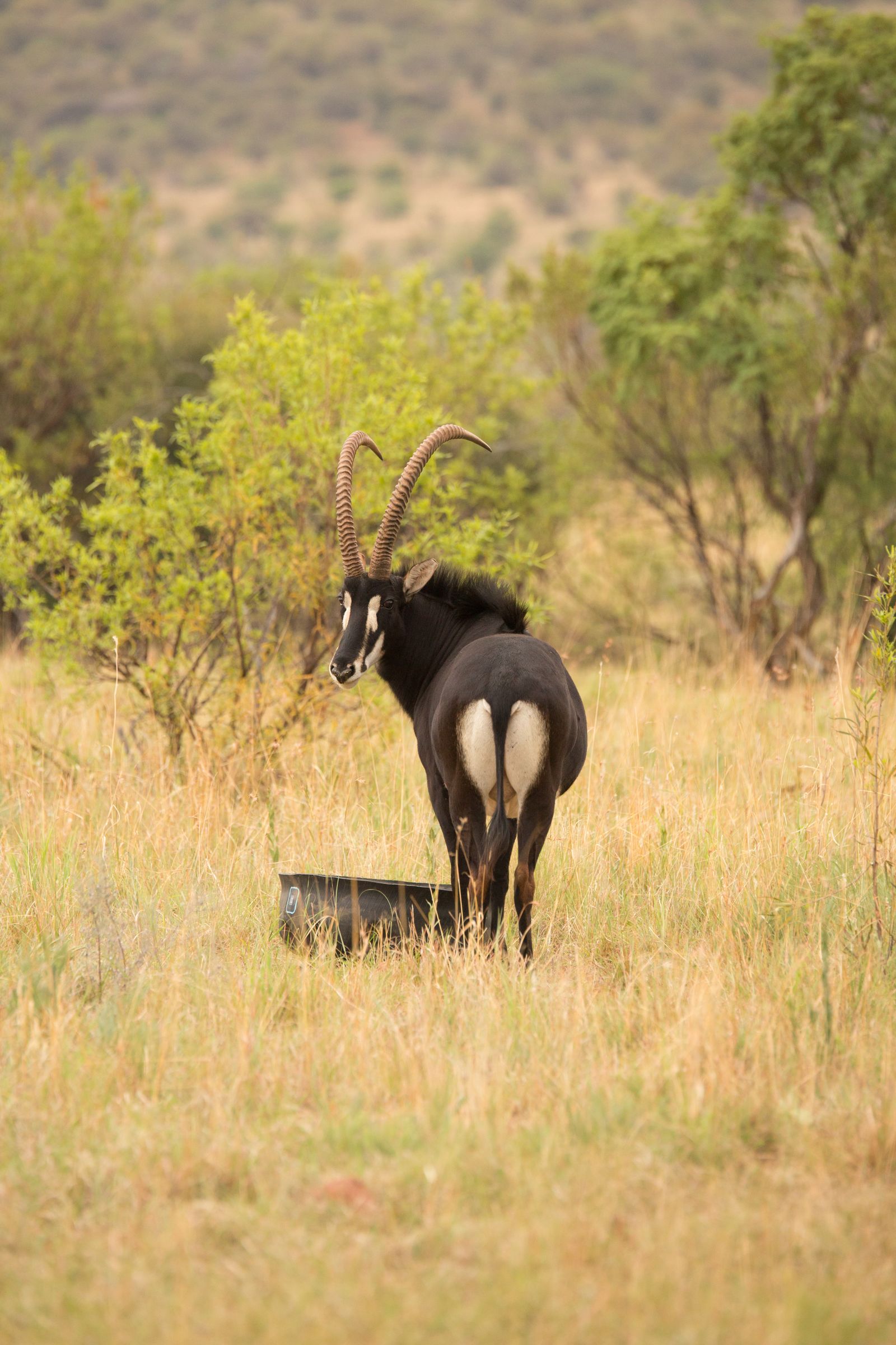 A sable antelope bull in South African bushveld
