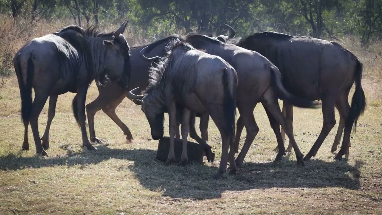 A herd of blue wildebeest on open ground