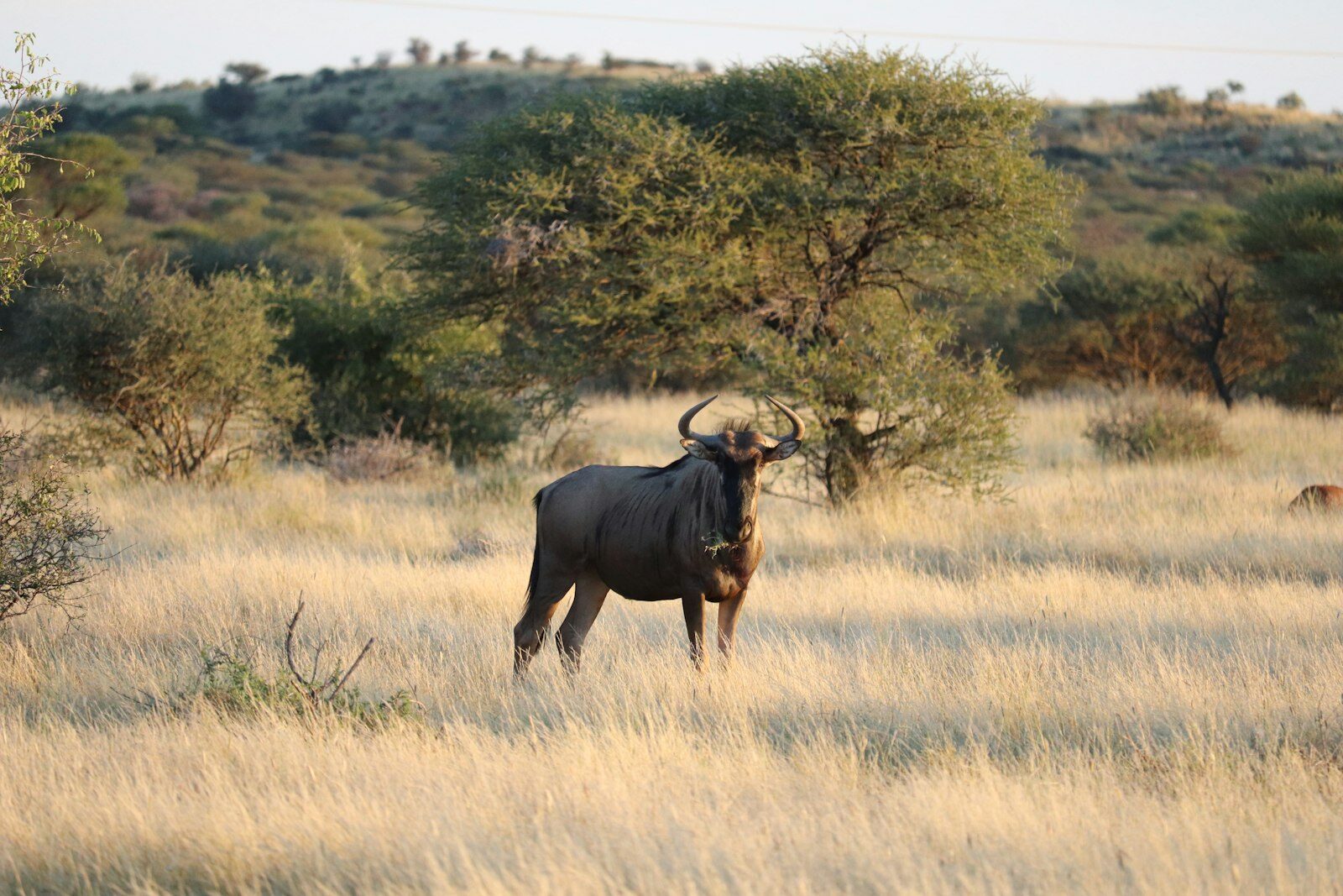 A blue wildebeest bull on open grassland