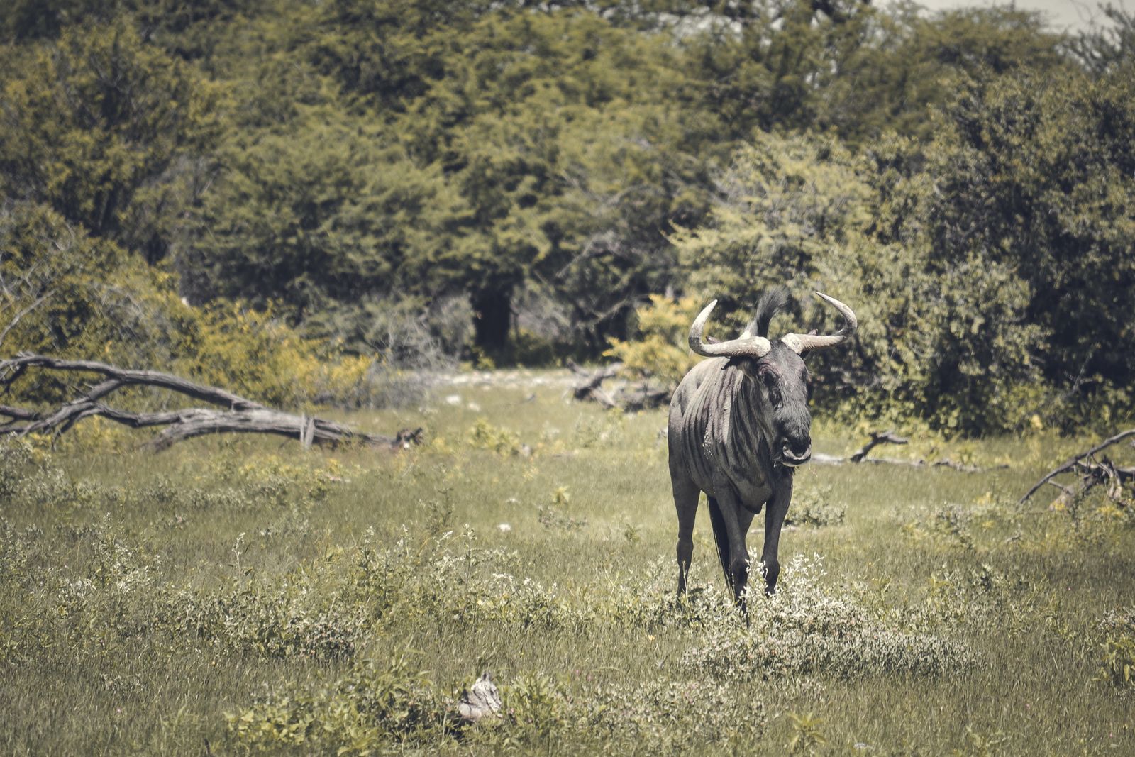 A blue wildebeest standing in bushveld
