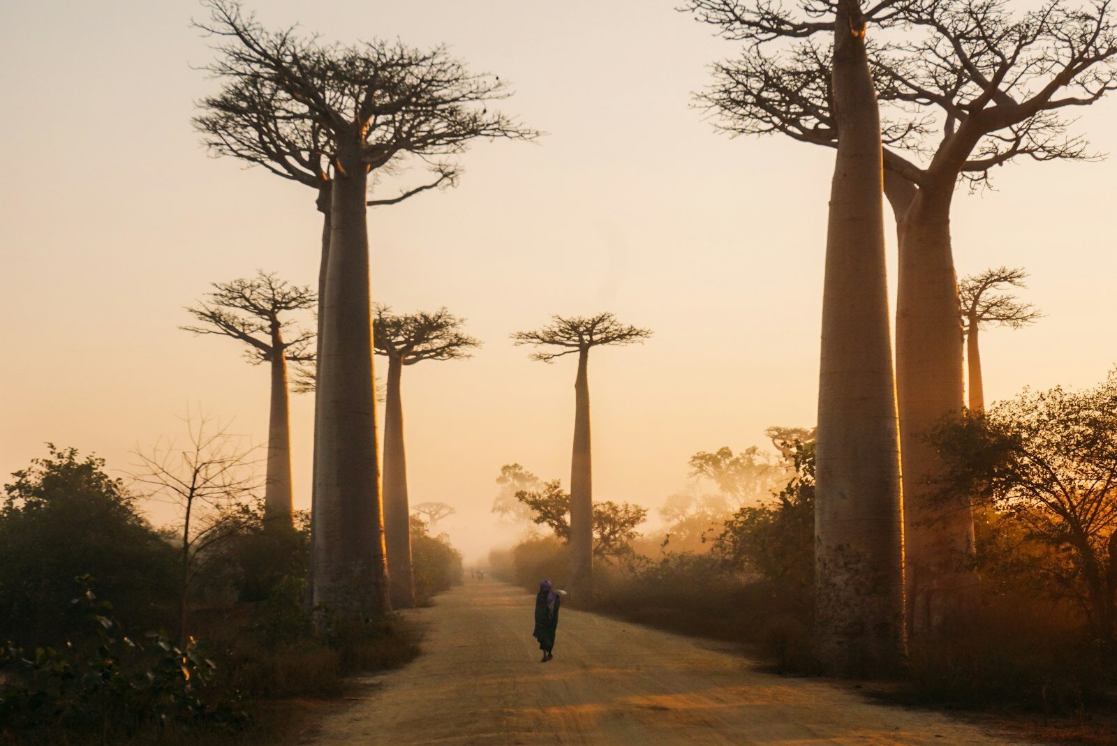 Baobab trees along a road at sunset