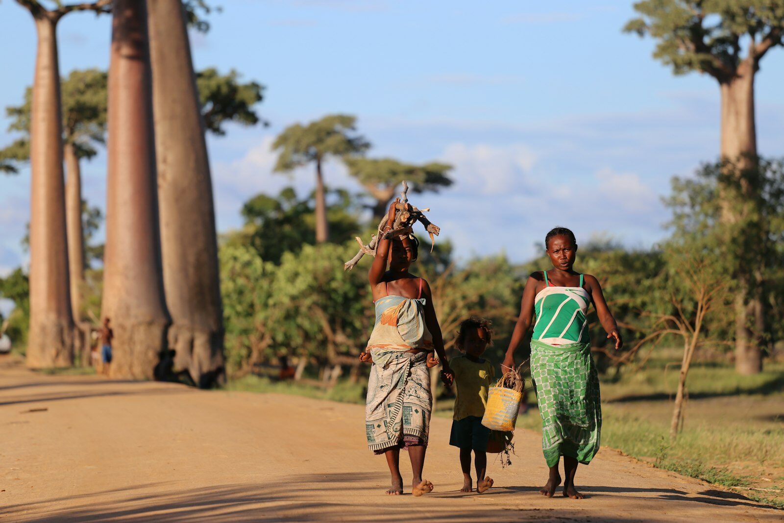 Baobabs along the road in Madagascar.
