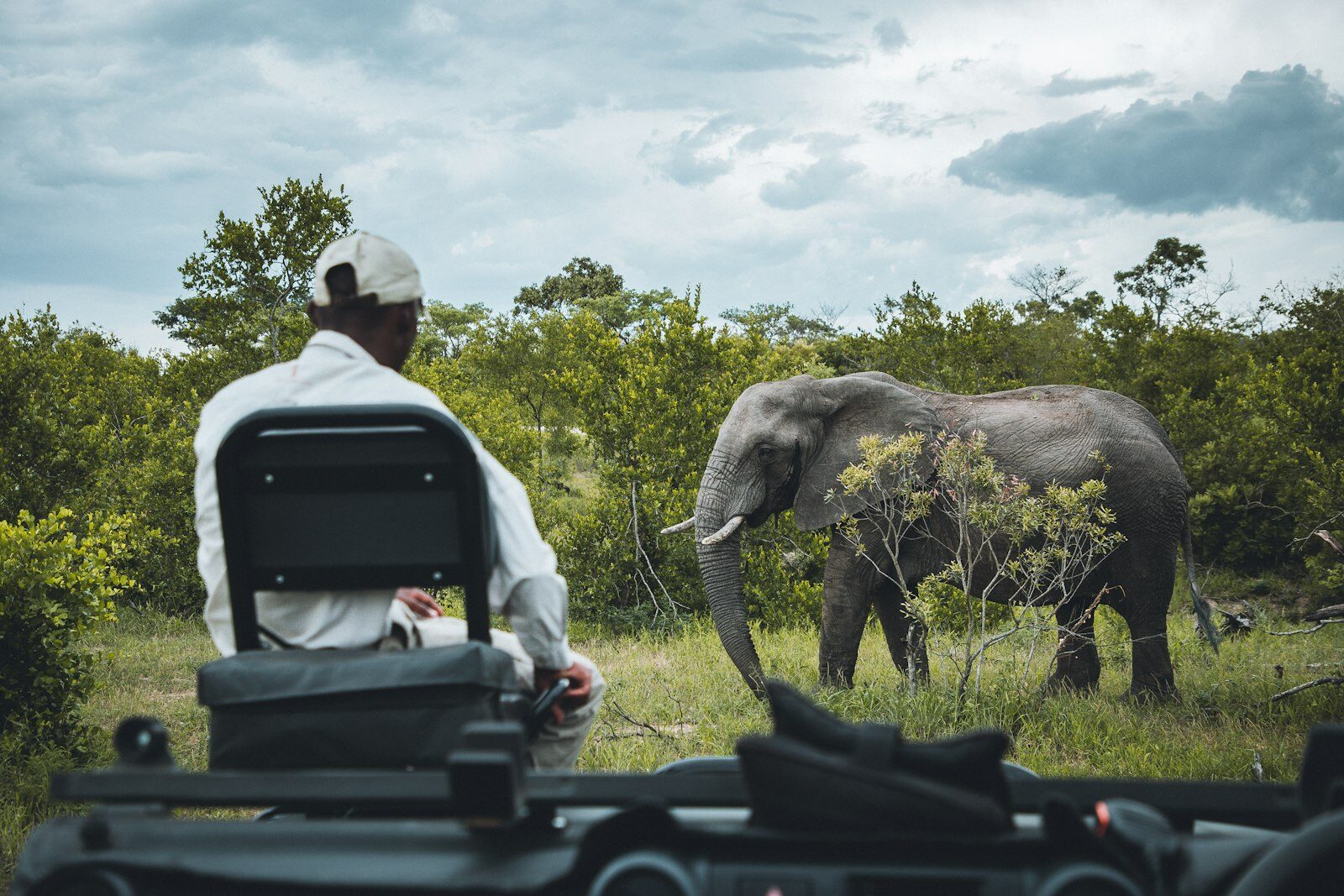 An elephant seen from the back of a game viewer