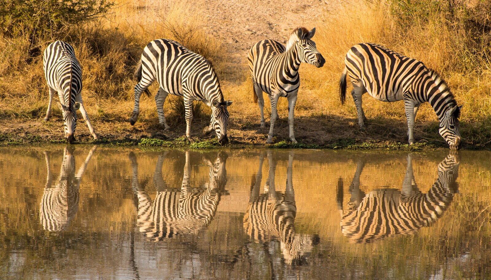 Zebras drinking at a waterhole