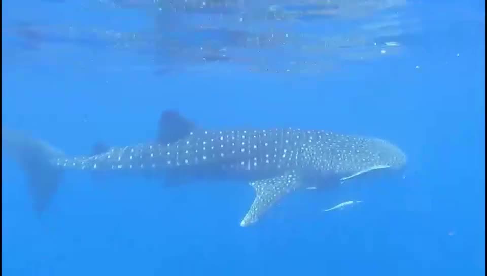 A whale shark swimming near the surface off Nosy Be